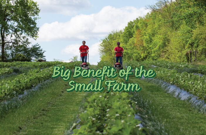 8 Crucial Advantages of Small-Scale over Large-Scale Farms