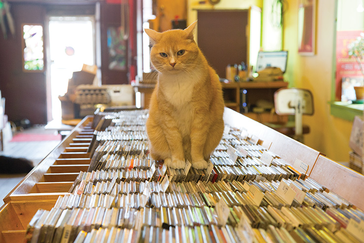 Downtown Pets
