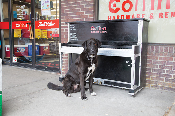 Downtown Pets